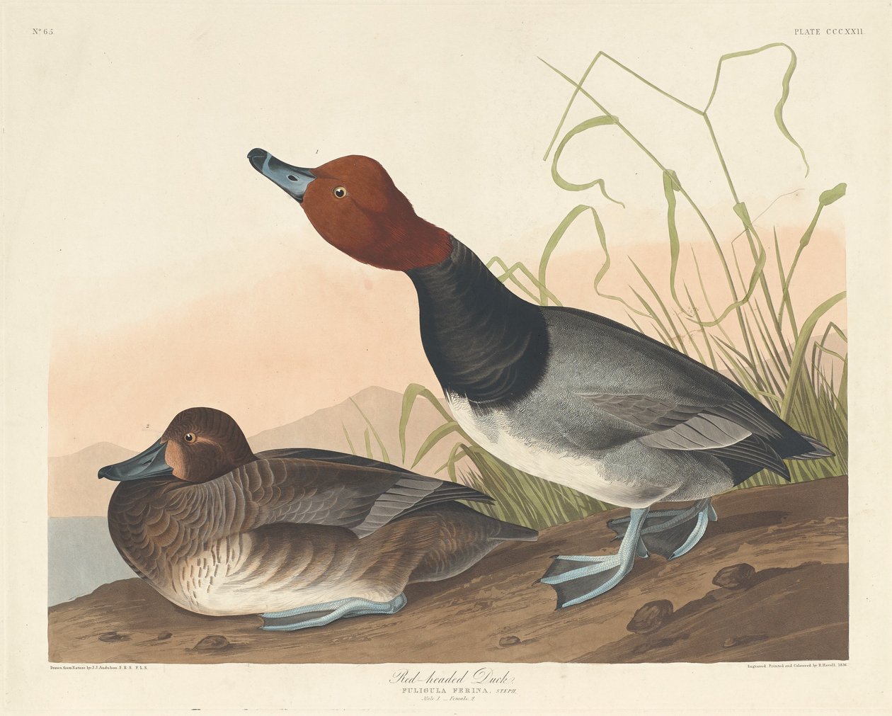 Roodkop-eend door Robert Havell after John James Audubon