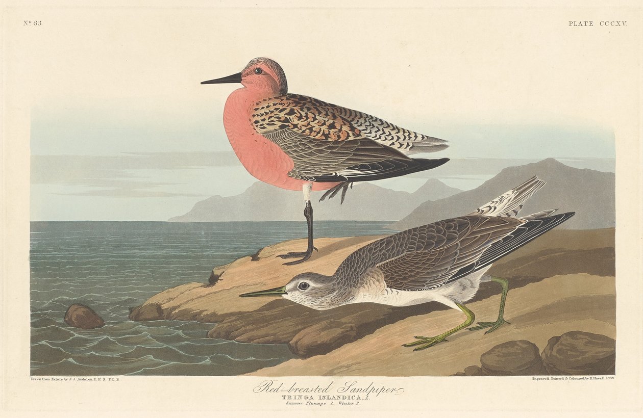Roodborststrandloper door Robert Havell after John James Audubon
