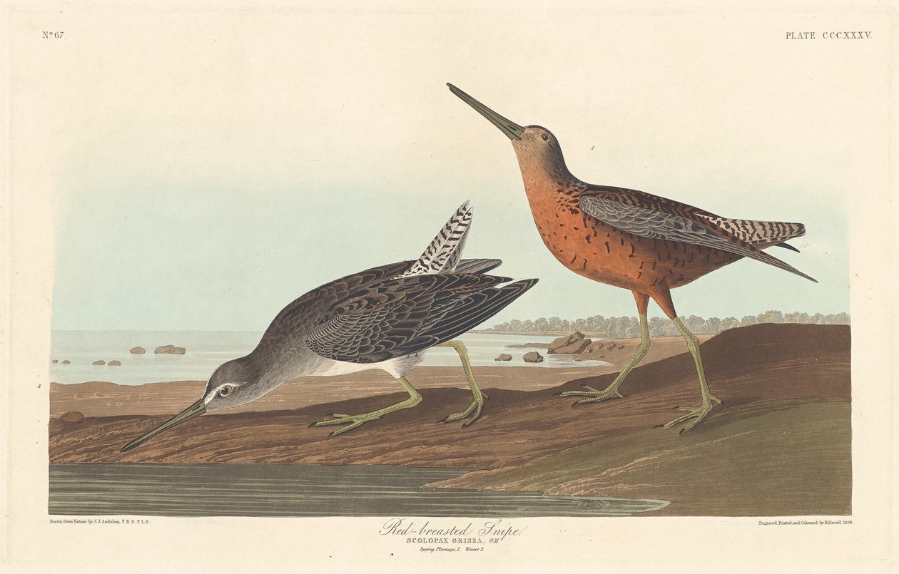 Roodborststrandloper door Robert Havell after John James Audubon