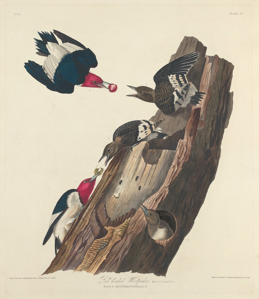Roodkop Specht door Robert Havell after John James Audubon