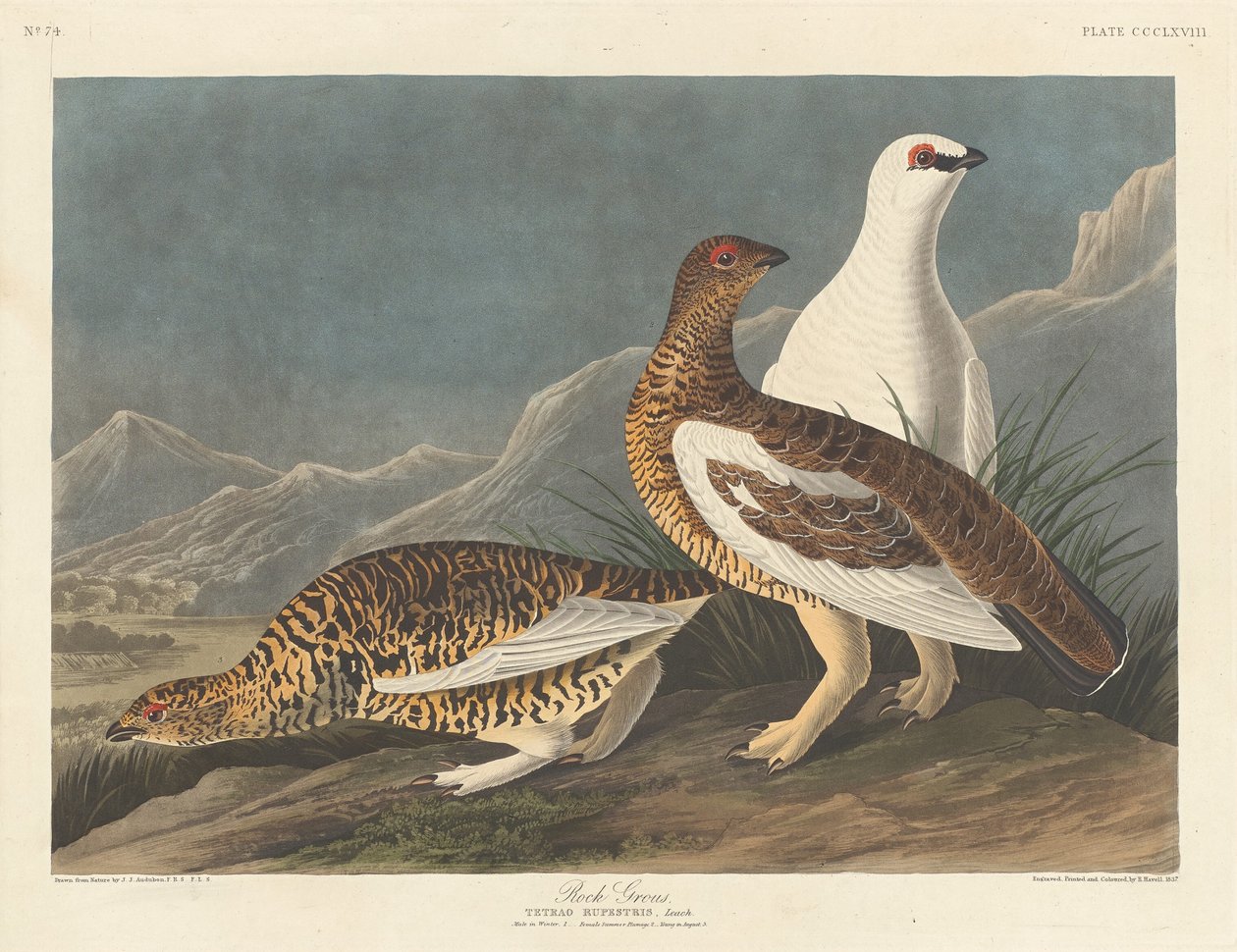 Rotsruigpoothoen door Robert Havell after John James Audubon