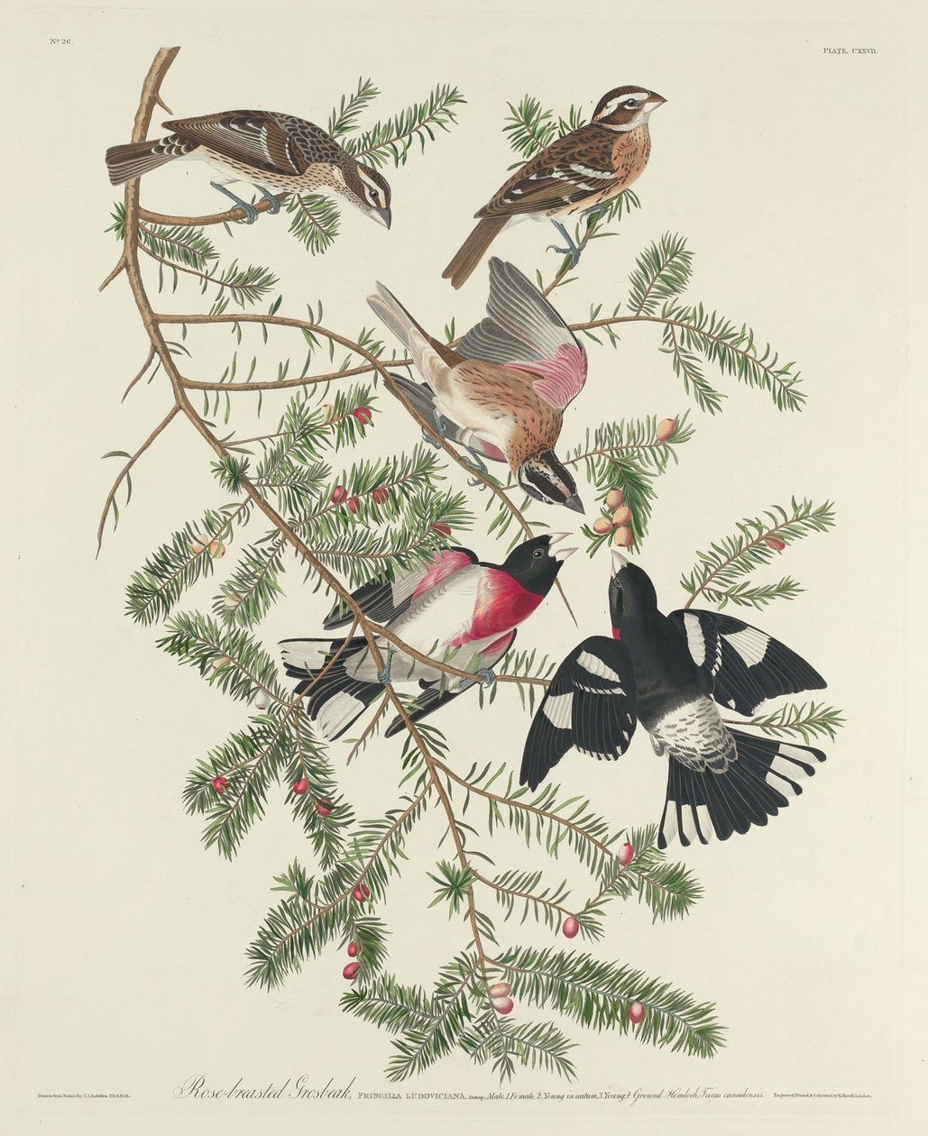Roze-borstige grosbeak door Robert Havell after John James Audubon