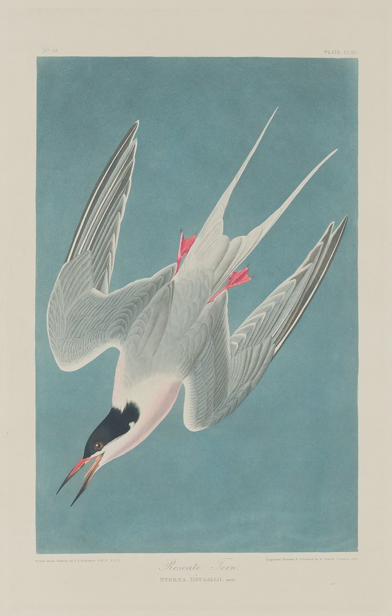 Roze Stern door Robert Havell after John James Audubon