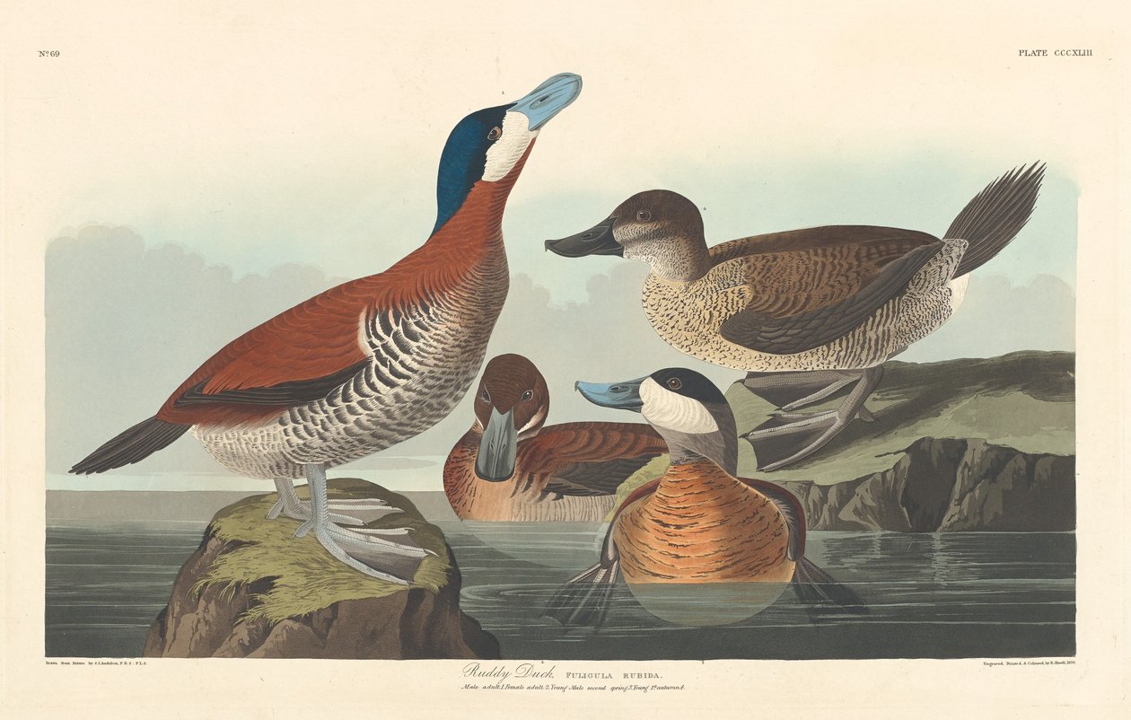 Rosse stekelstaart door Robert Havell after John James Audubon