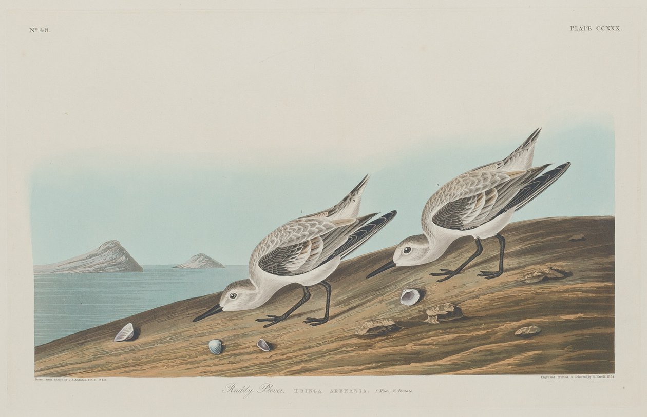 Rode Plevier door Robert Havell after John James Audubon