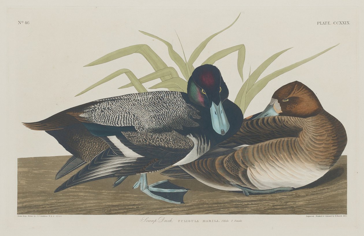Tafeleend door Robert Havell after John James Audubon