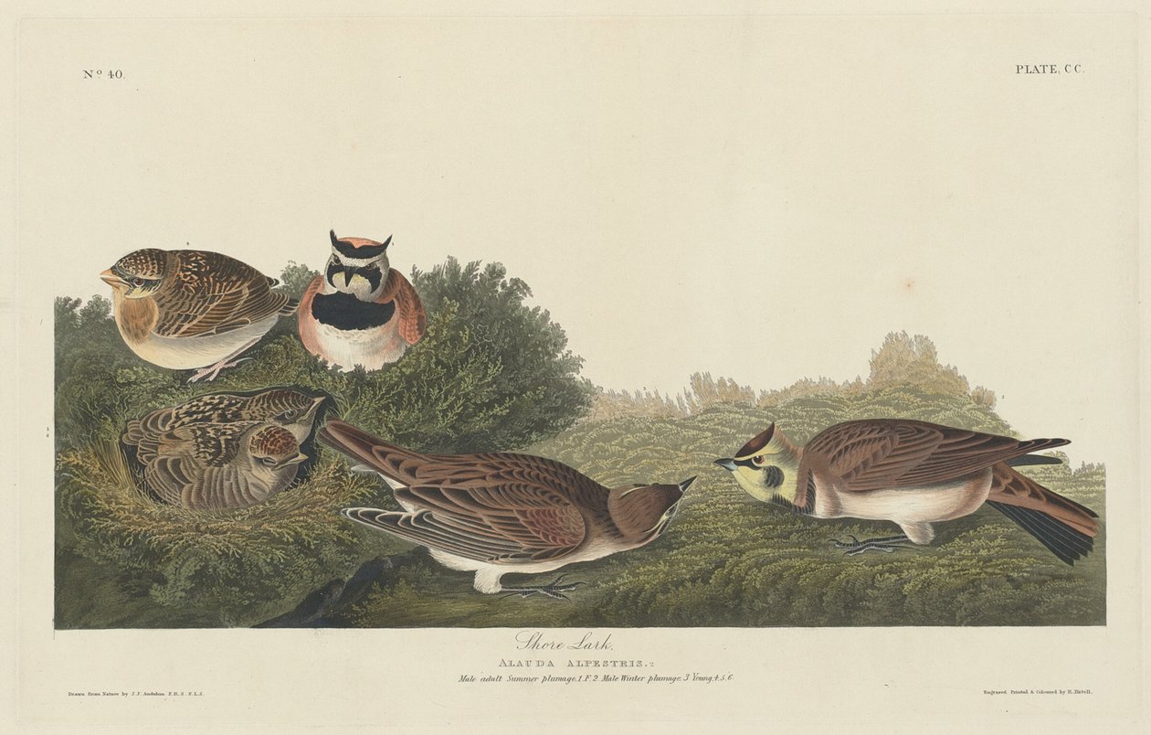 Strandleeuwerik door Robert Havell after John James Audubon