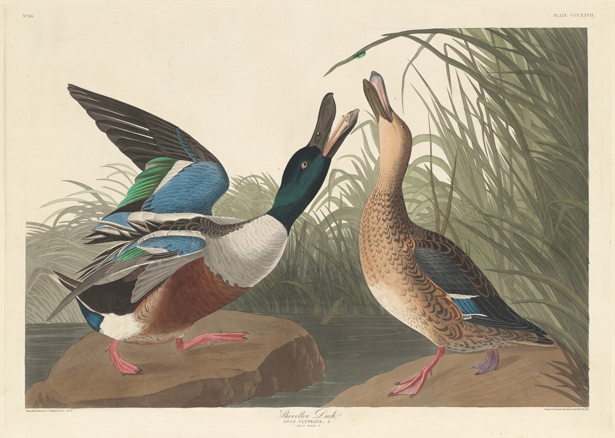 Slobeend door Robert Havell after John James Audubon