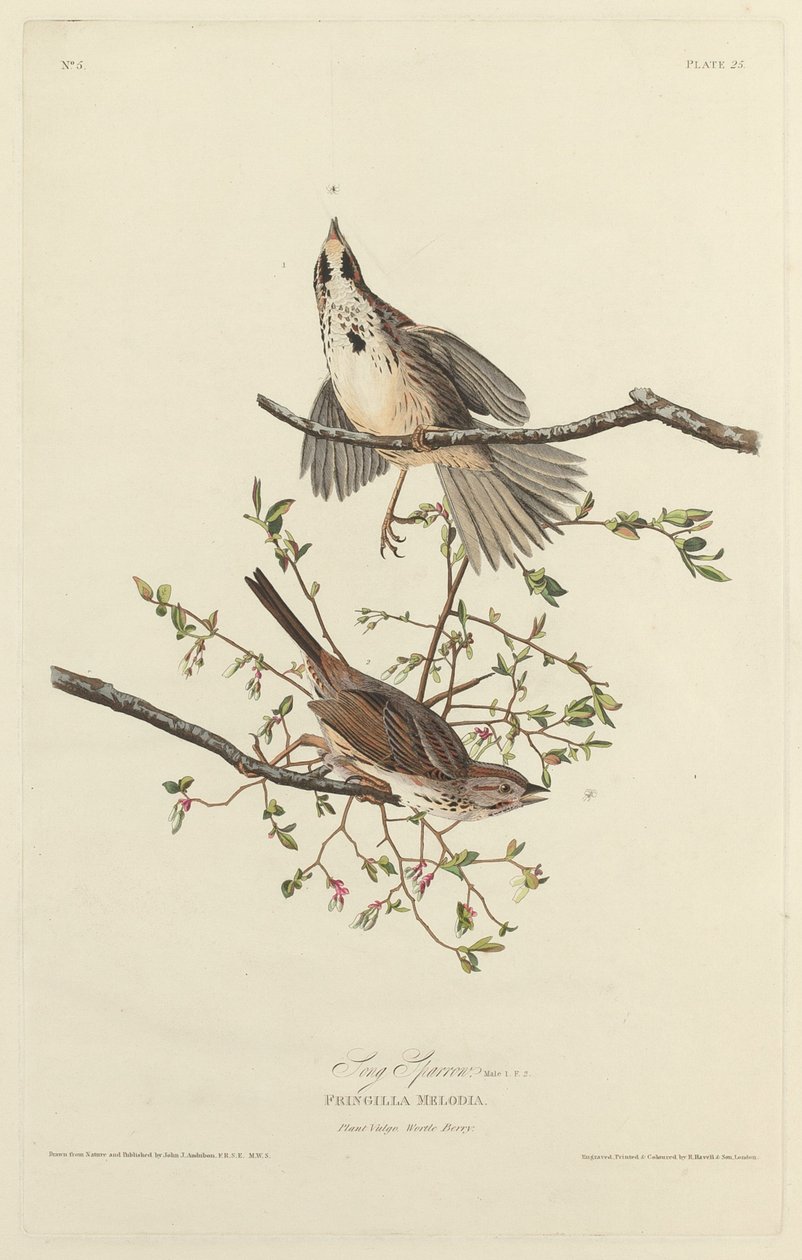 Zangmus door Robert Havell after John James Audubon