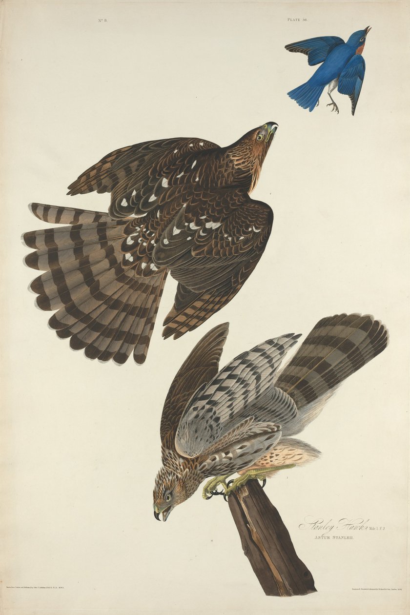 Stanley Hawk door Robert Havell after John James Audubon