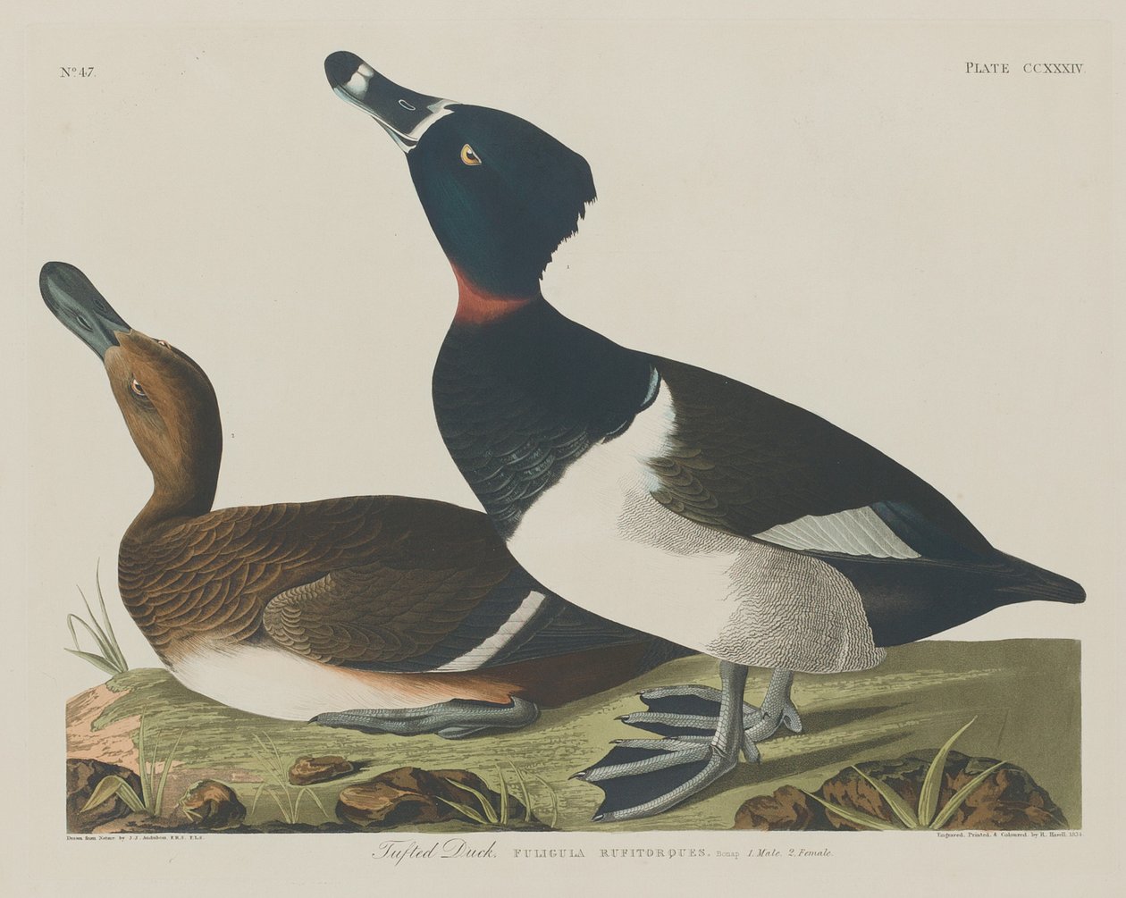 Kuifeend door Robert Havell after John James Audubon
