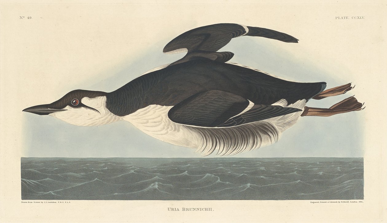 Uria Brunnichii door Robert Havell after John James Audubon