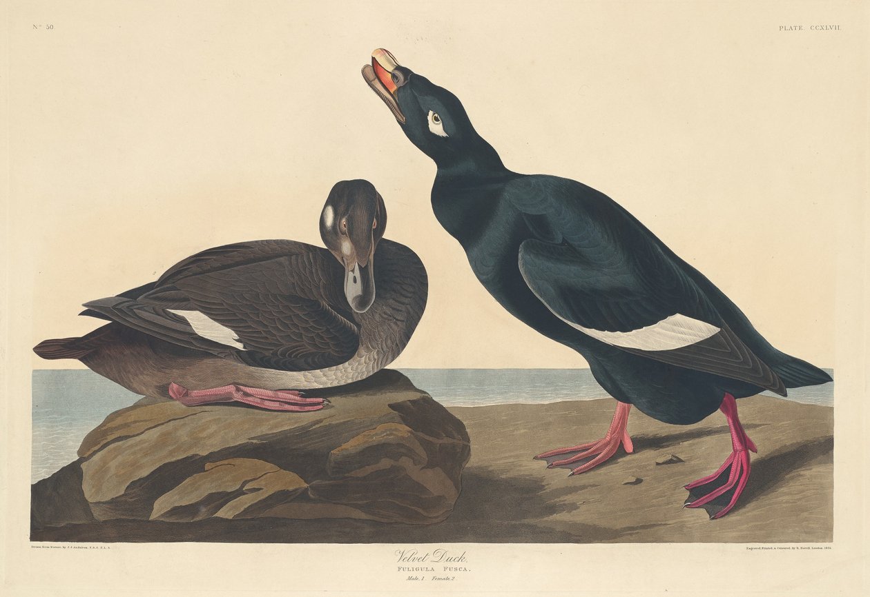 Fluwelen eend door Robert Havell after John James Audubon