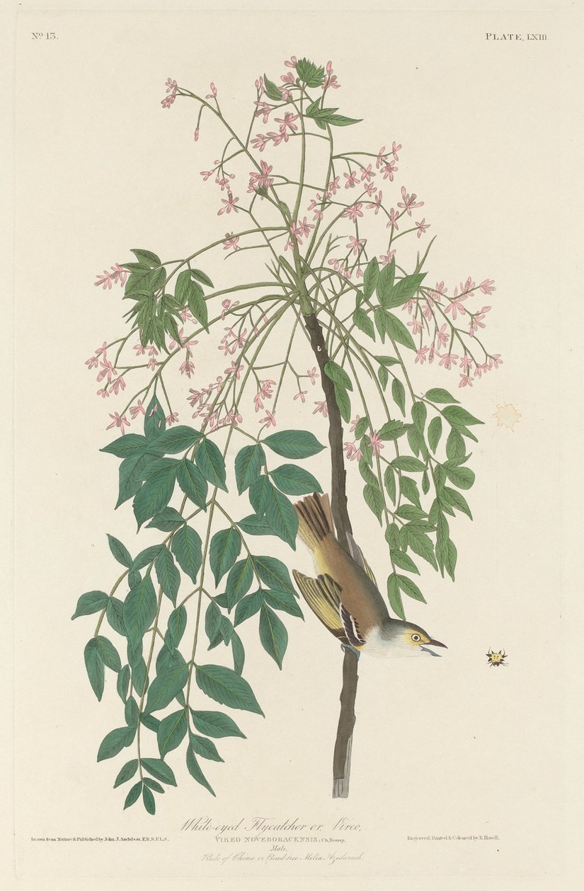 Witogige vliegenvanger door Robert Havell after John James Audubon