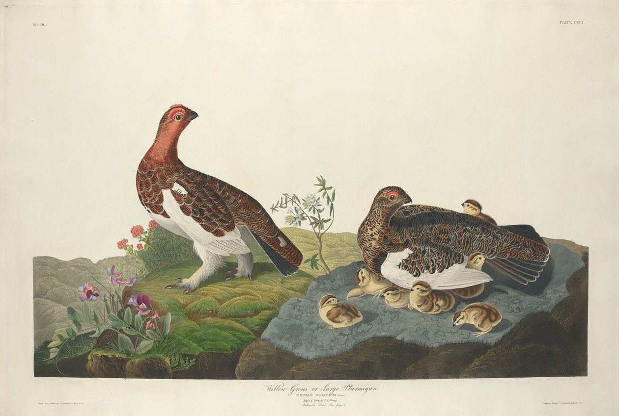 Wilgengrouse door Robert Havell after John James Audubon