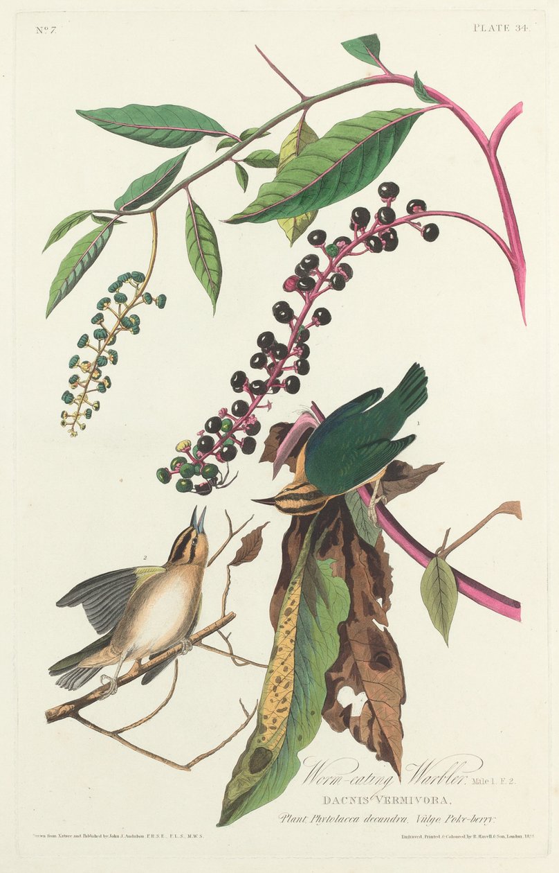 Wormetende Zanger door Robert Havell after John James Audubon