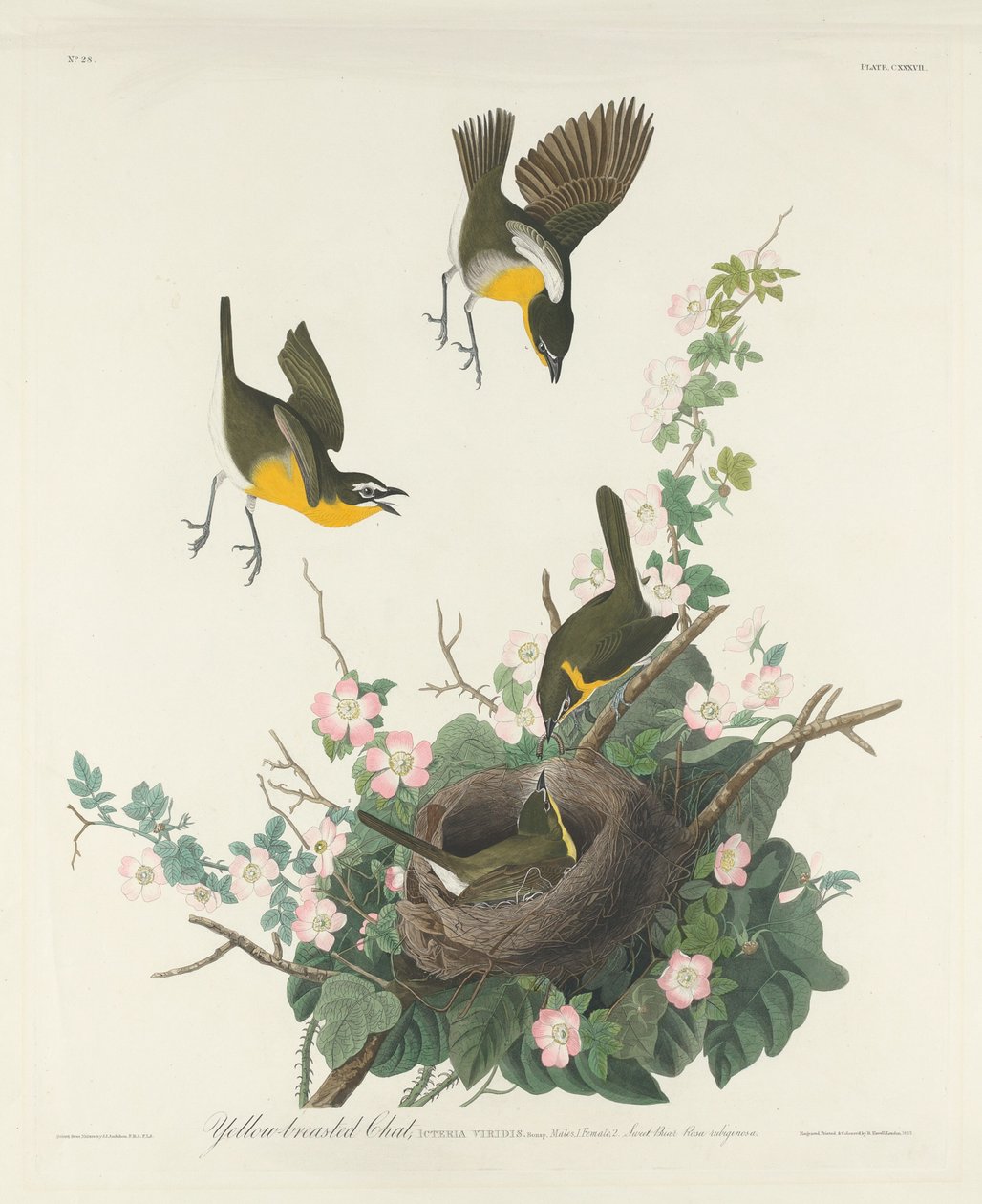Geelborstzanger door Robert Havell after John James Audubon
