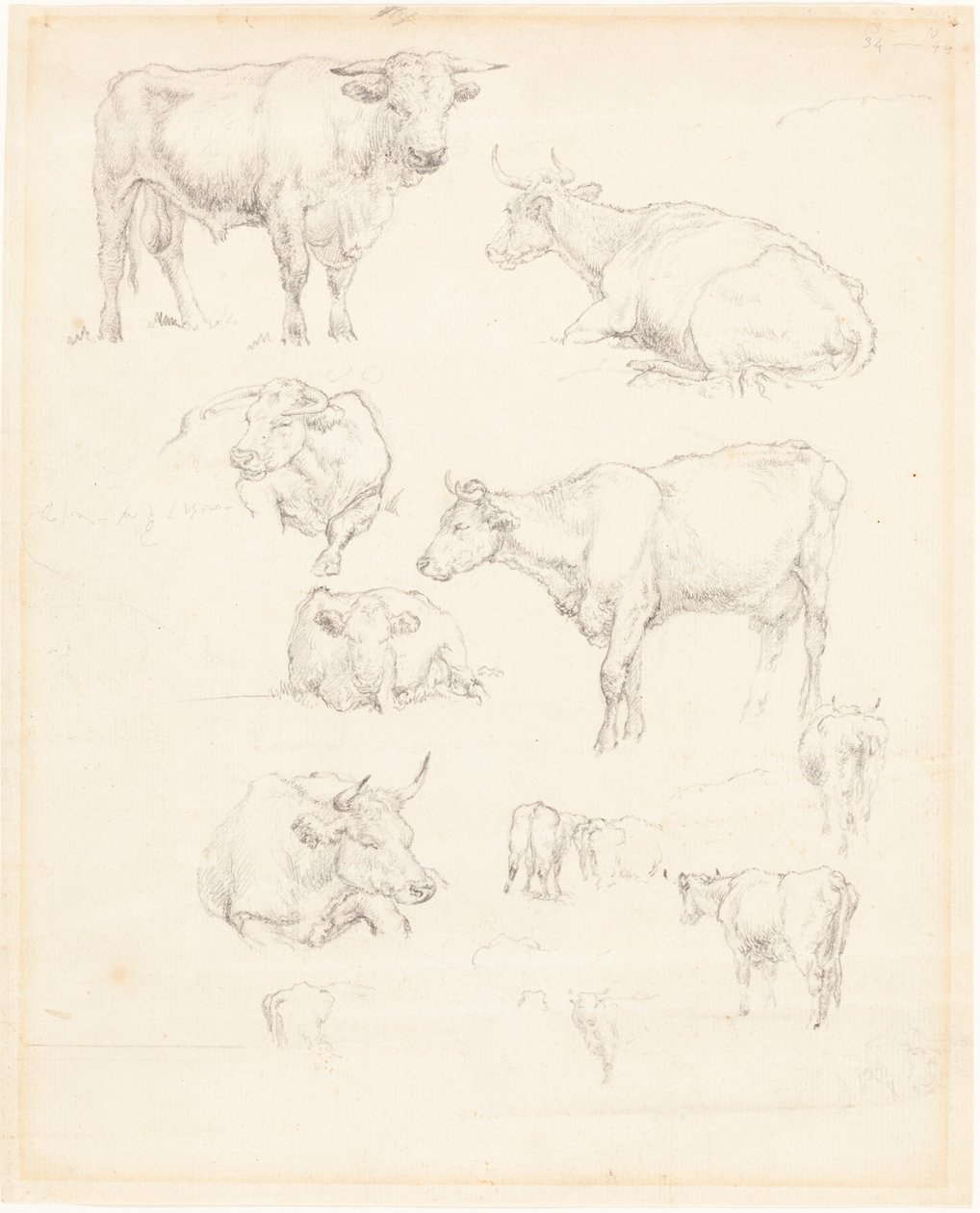 Studies van vee door Robert Hills