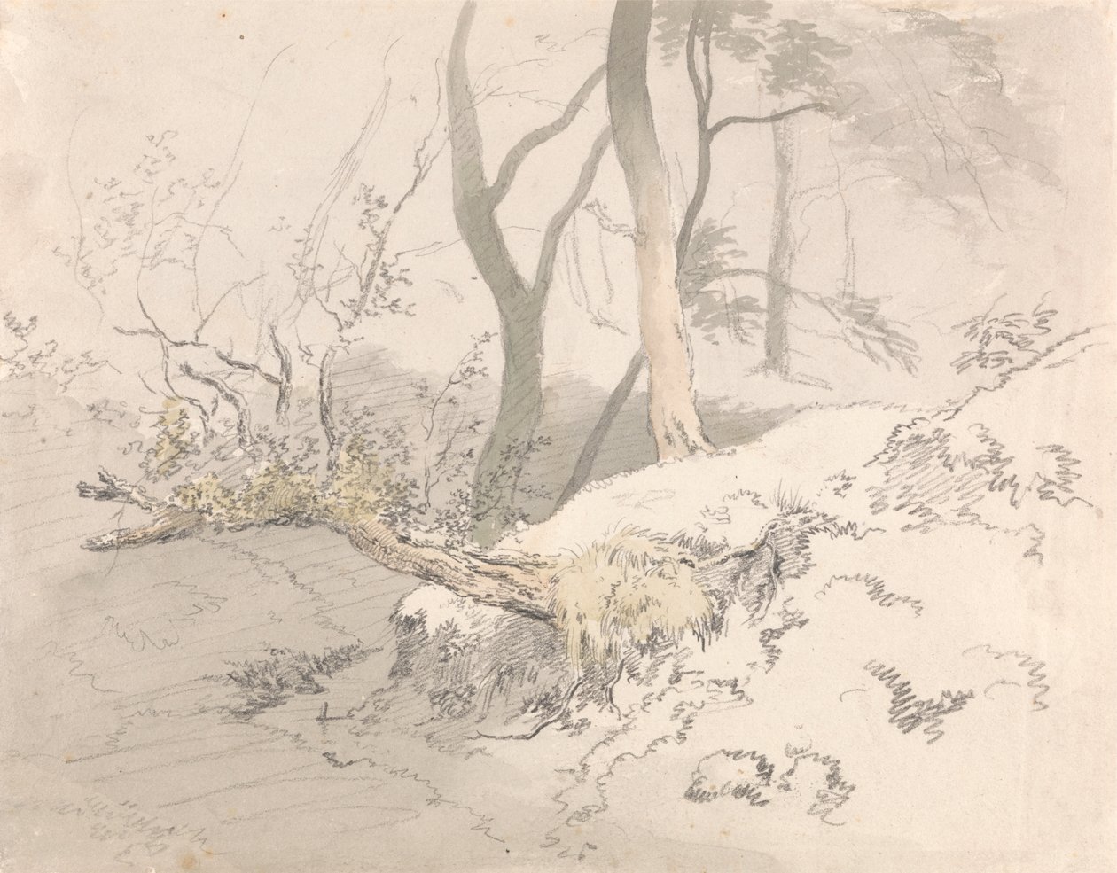 Schaduw in het bos door Robert Hills