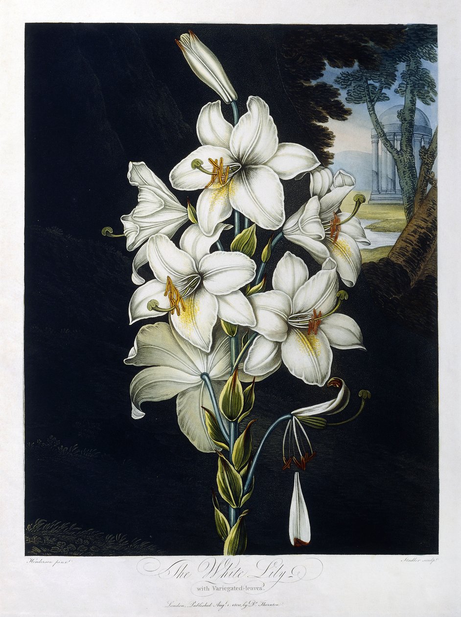 De Witte Lelie door Robert John (after) Thornton