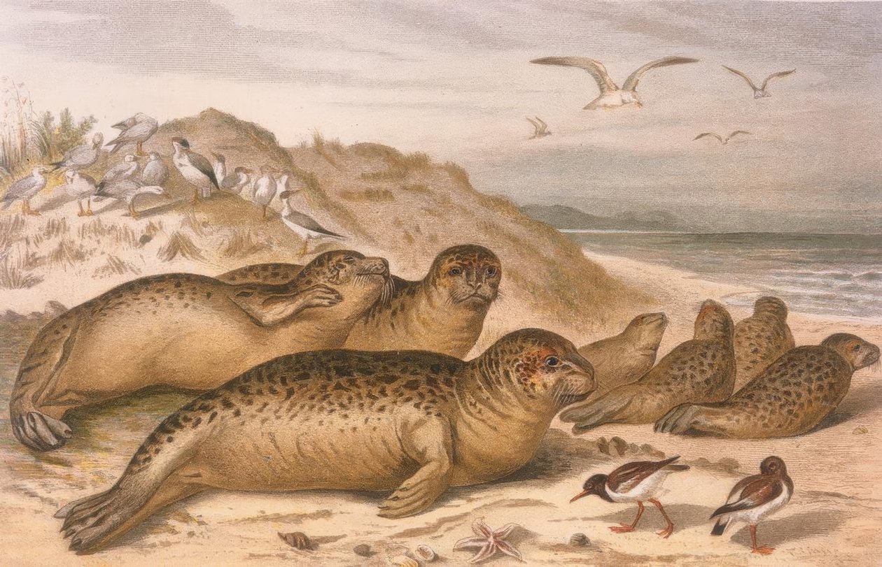 Zeehond door Robert Kretschmer