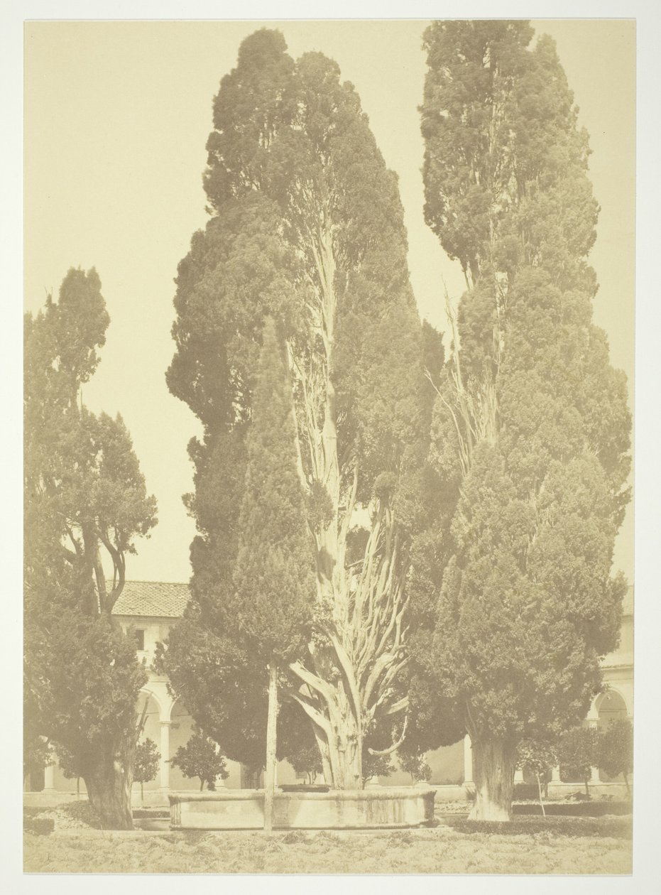 Zonder titel (Bomen in Rome) door Robert MacPherson