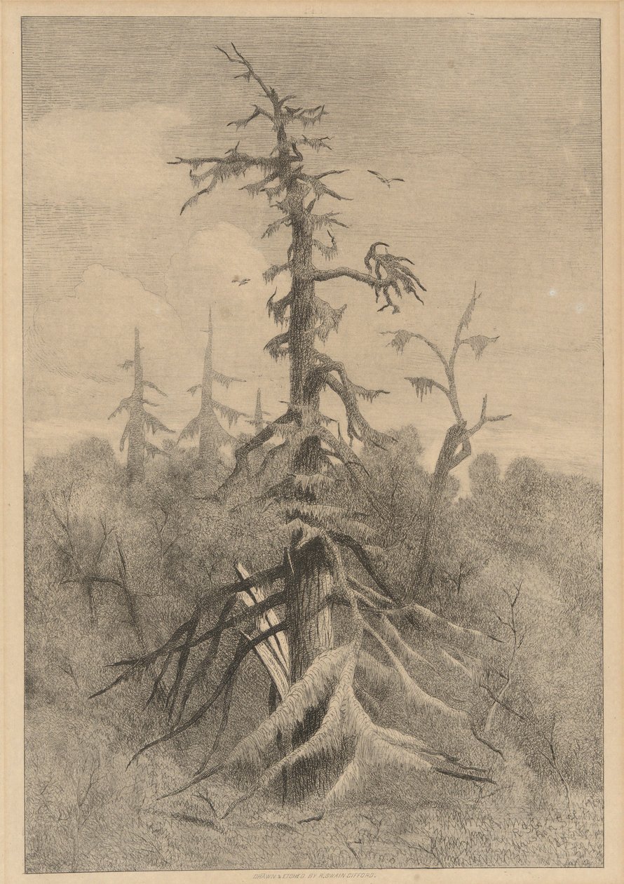 Oude Bomen op Naushon Island door Robert Swain Gifford