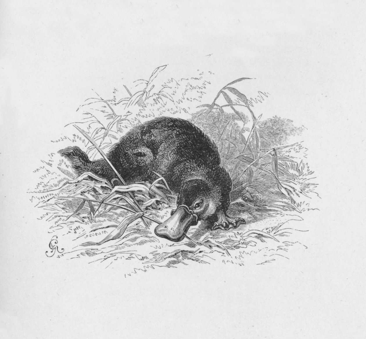 Ornithorhynchus Paradoxus, c1885, 1890 door Robert Taylor Pritchett