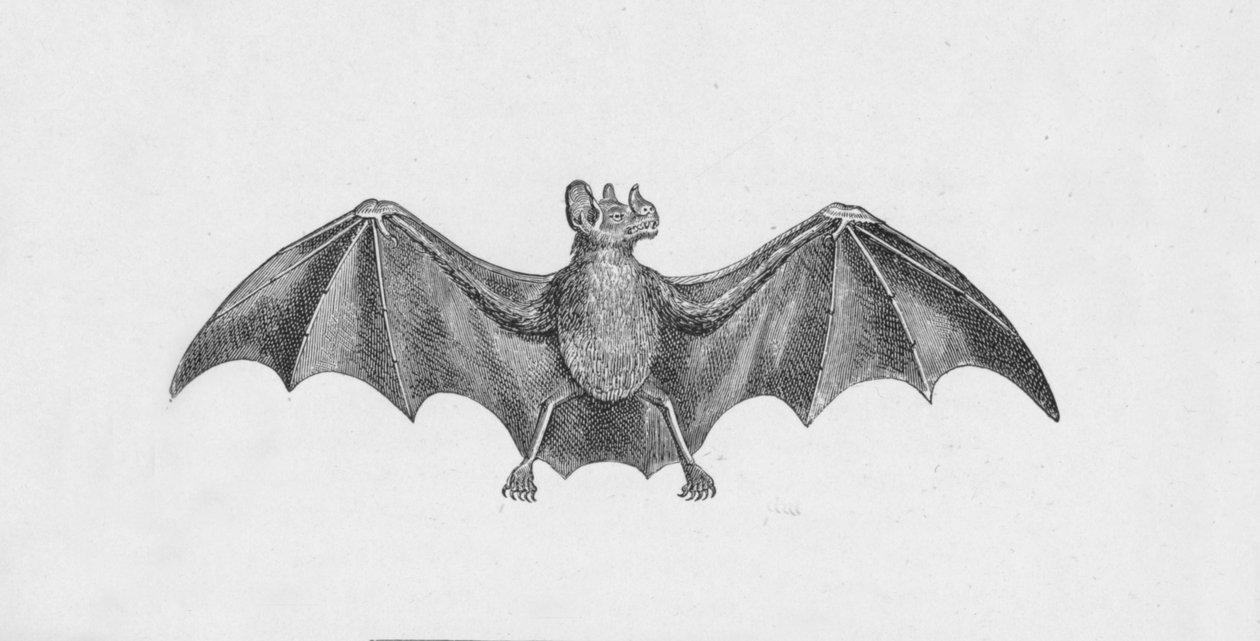 Vampier Vleermuis, c1885, 1890 door Robert Taylor Pritchett