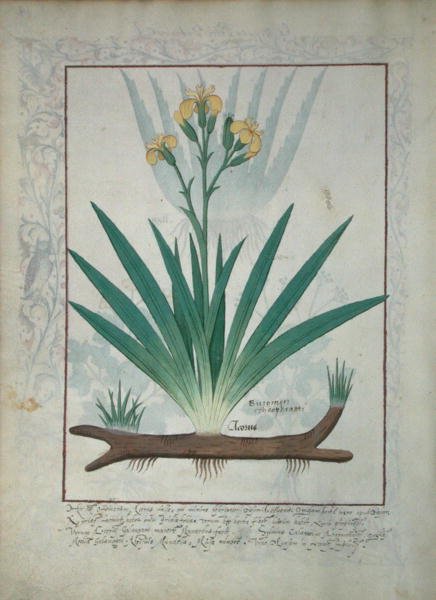 Abutilon Theophrasti, of Fluweelblad, illustratie uit Het Boek der Eenvoudige Geneesmiddelen door Mattheaus Platearius (d.c.1161) c.1470 door Robinet Testard