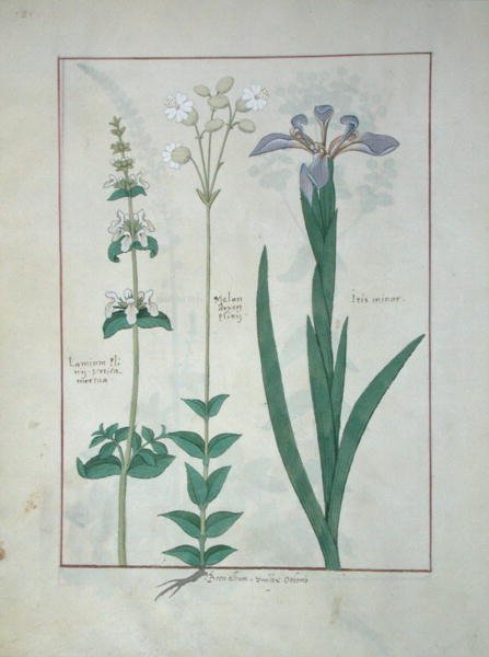 Lamium Album of Witte Dovenetel, Melandryon, en Iris Minor, illustratie uit Het Boek der Eenvoudige Geneesmiddelen door Mattheaus Platearius (d.c.1161) c.1470 door Robinet Testard
