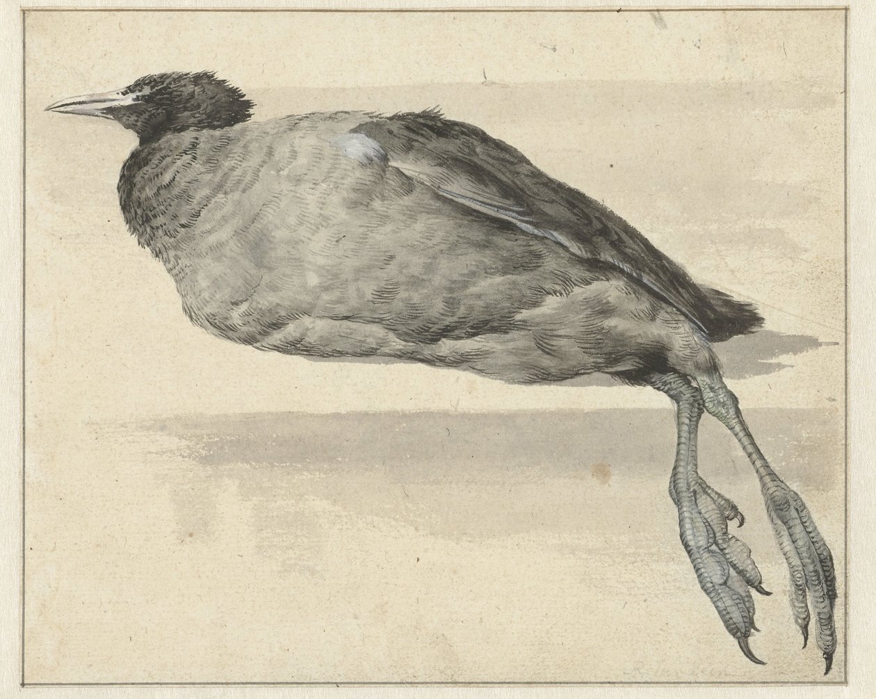Dode meerkoet door Rochus van Veen