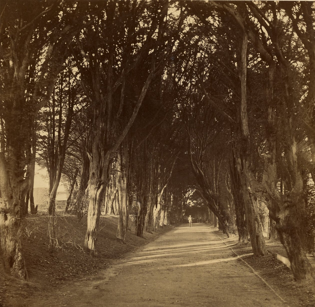 De donkere wandeling; Stonyhurst door Roger Fenton