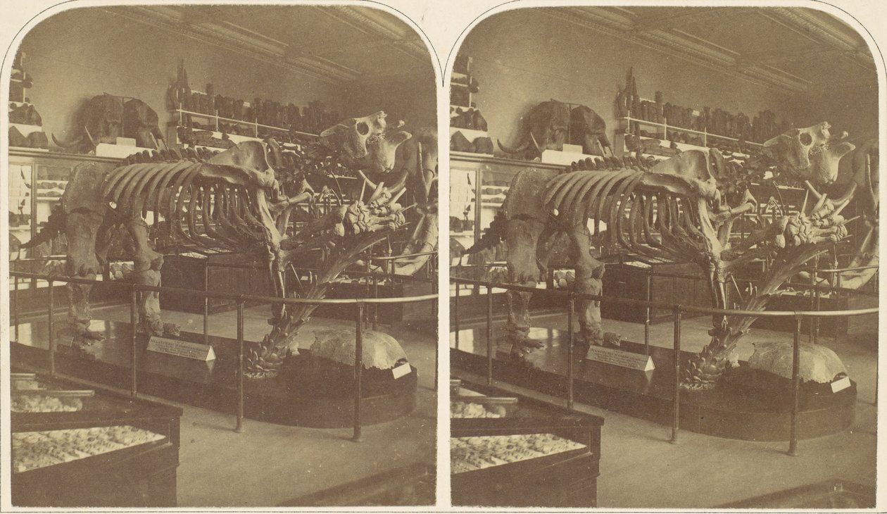 Het Megatherium, British Museum door Roger Fenton