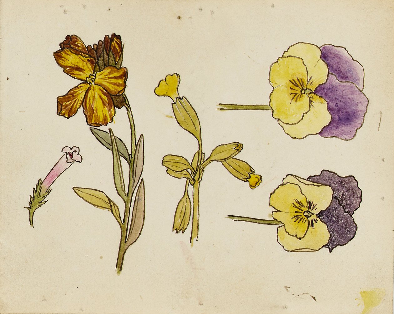 Studie van bloemen - viooltje, muurbloem door Rosa Brett