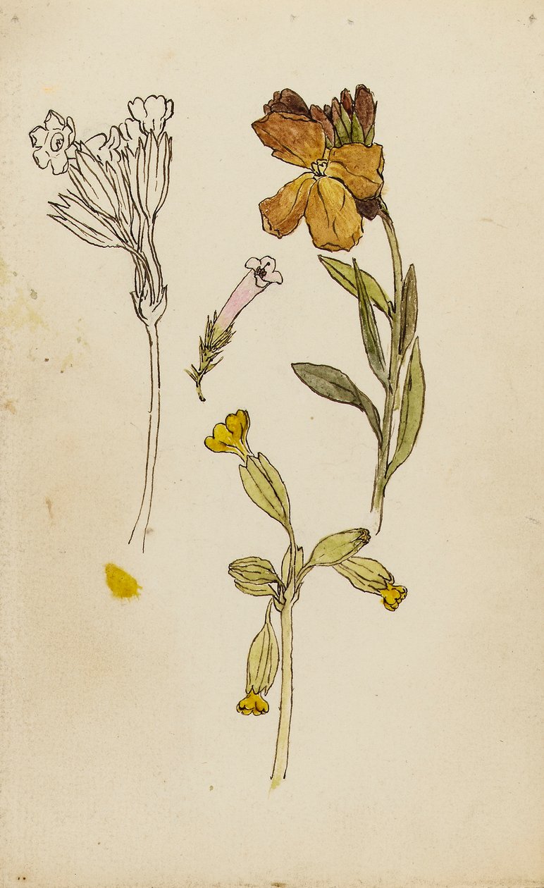 Studie van bloemen, muurbloem en sleutelbloem door Rosa Brett