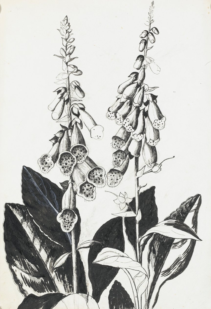 Vingerhoedskruid door Rosalie Brill