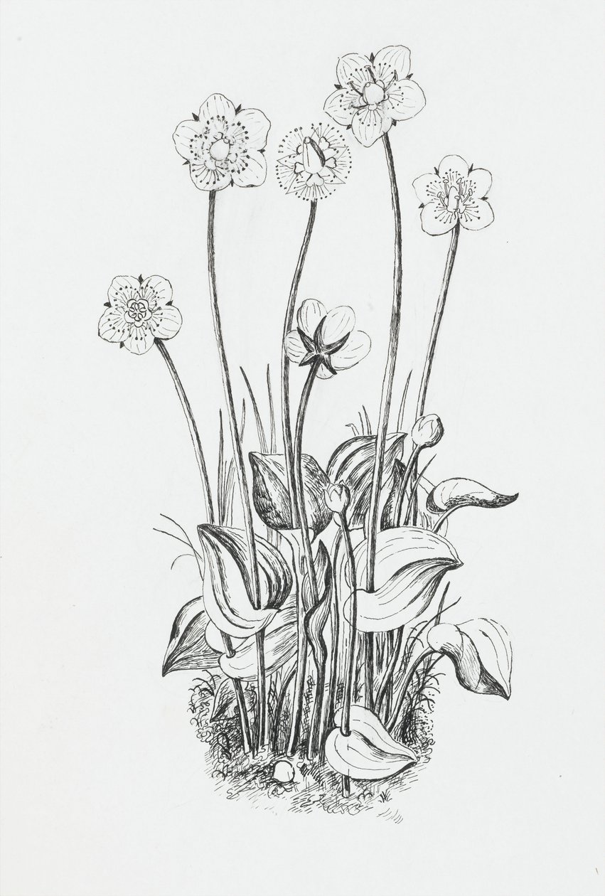 Plantstudie door Rosalie Brill