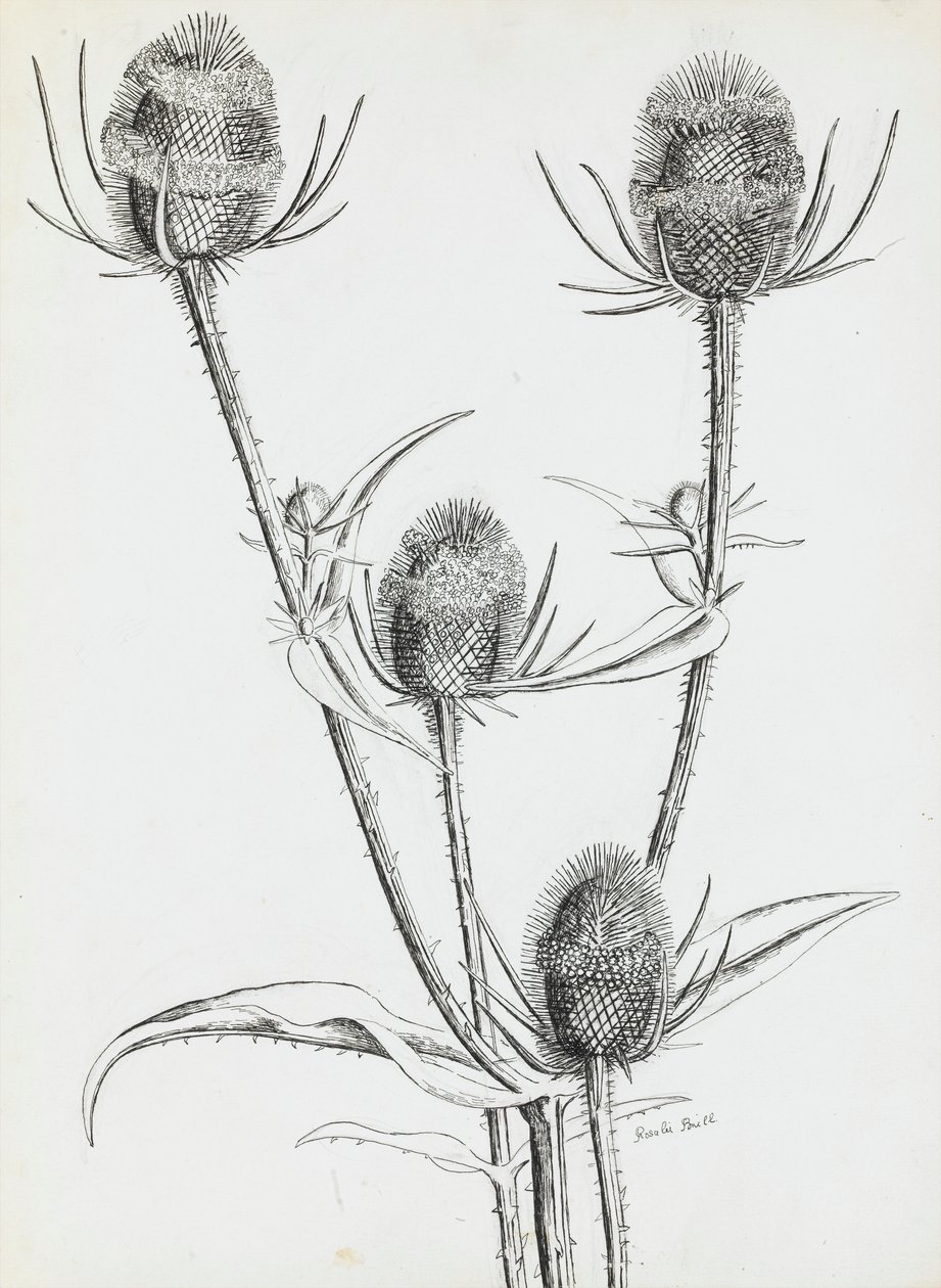 Distels door Rosalie Brill