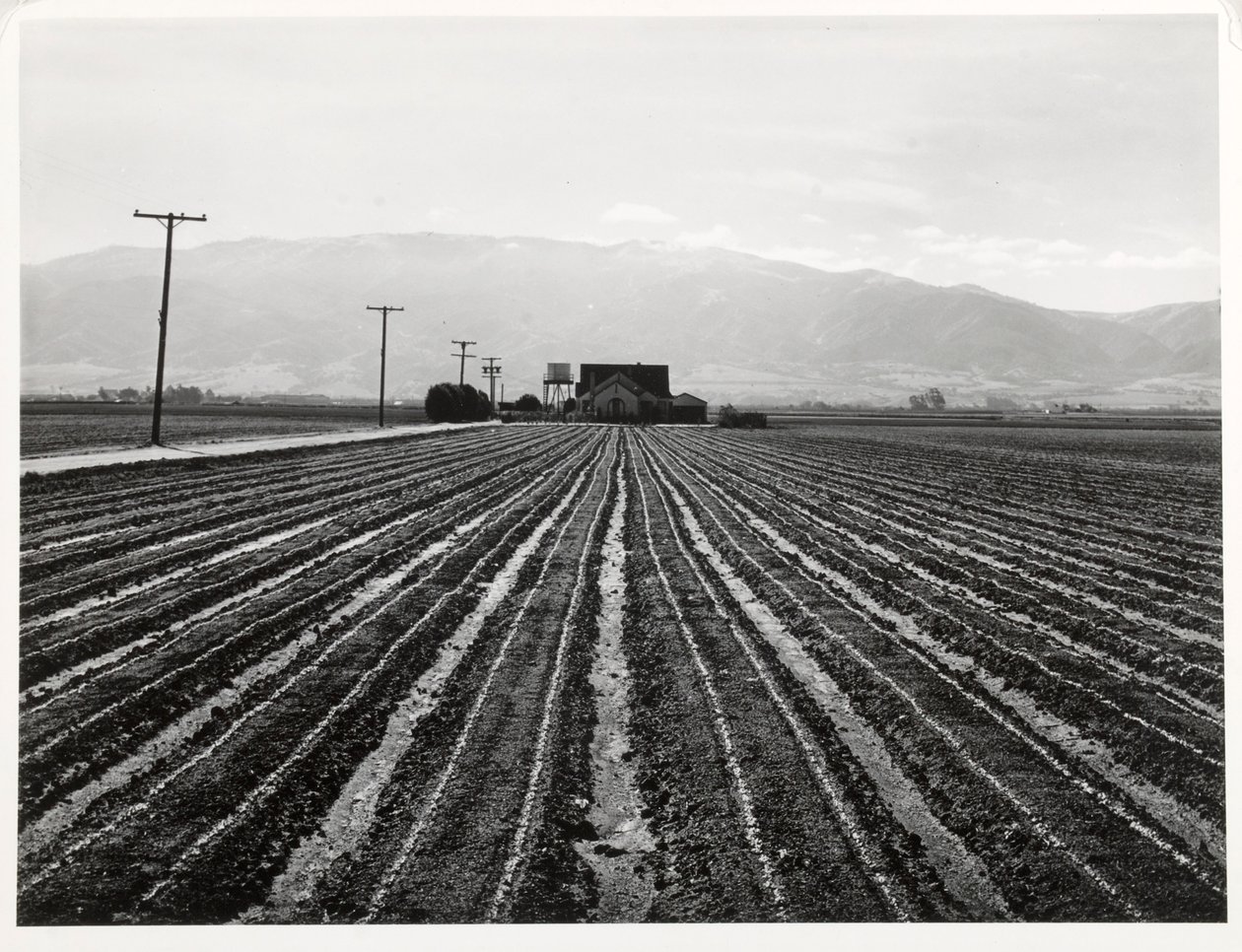 Jonge sla, Salinas, Californië door Russell Lee