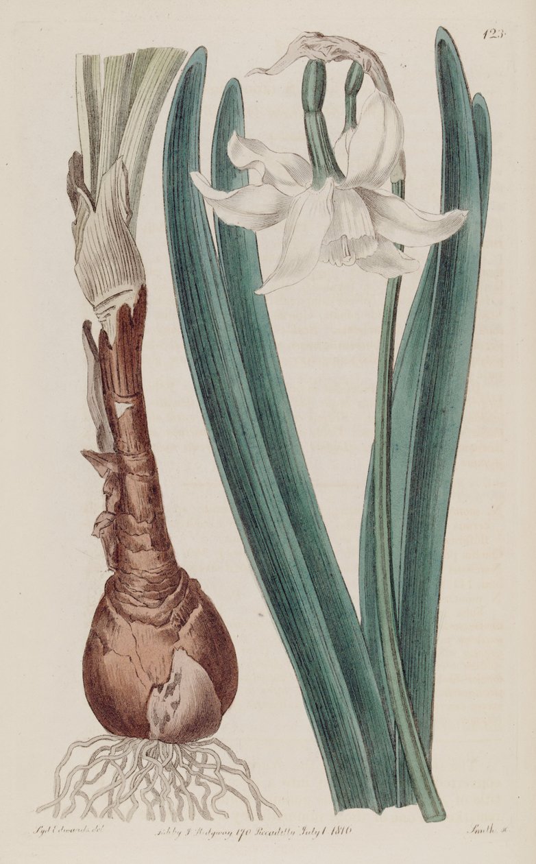 Narcissus × poculiformis, als Narcissus montanus door S. Edwards