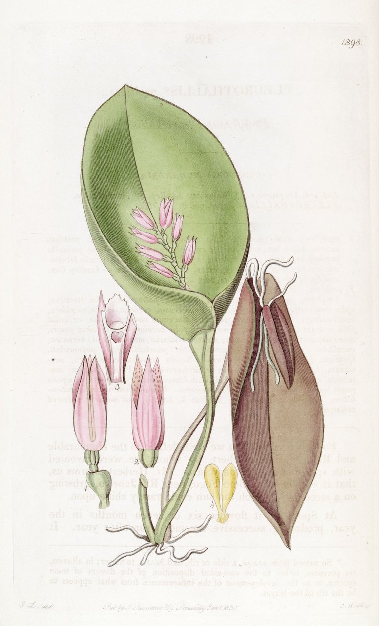 Acianthera prolifera (als syn. Pleurothallis prolifera) door S. Watts