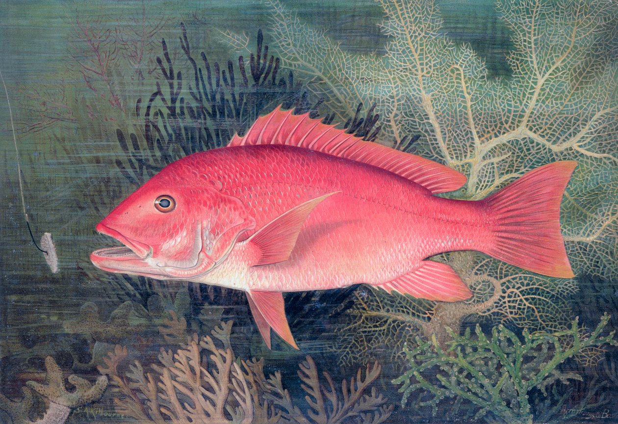 Rode Snapper, 1878 door SA Kilourne