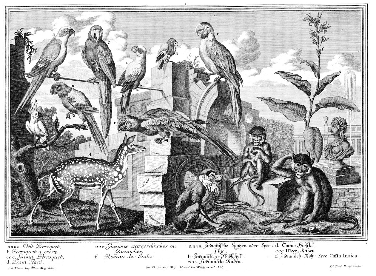 Papegaaien en apen door Salomon Kleiner