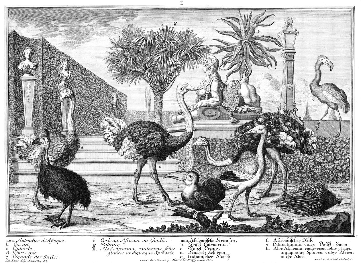 Struisvogel, kasuaris, stekelvarken door Salomon Kleiner