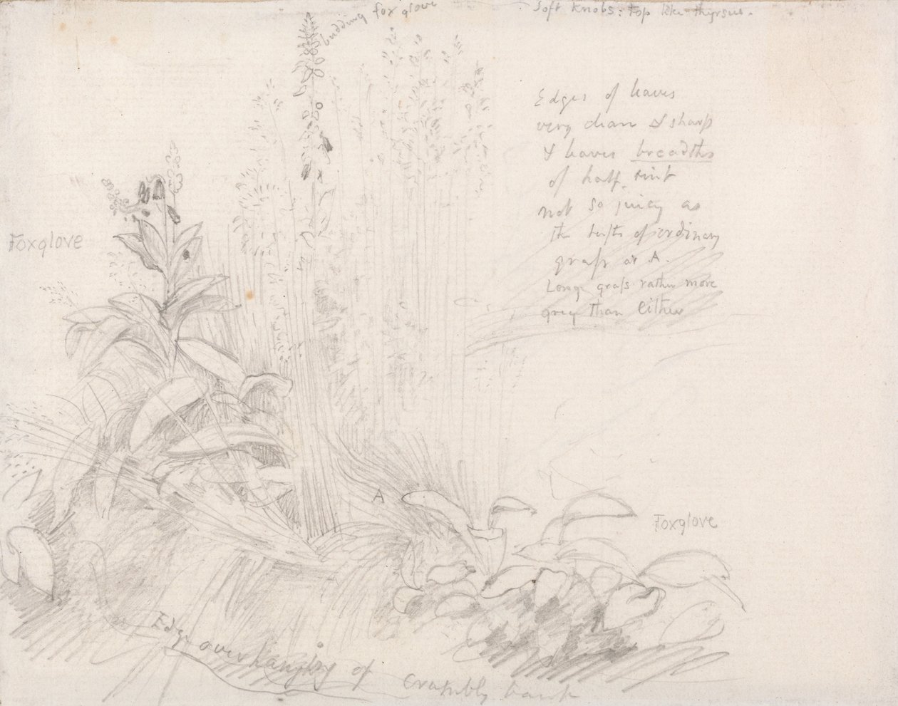 Vingerhoedskruid door Samuel Palmer