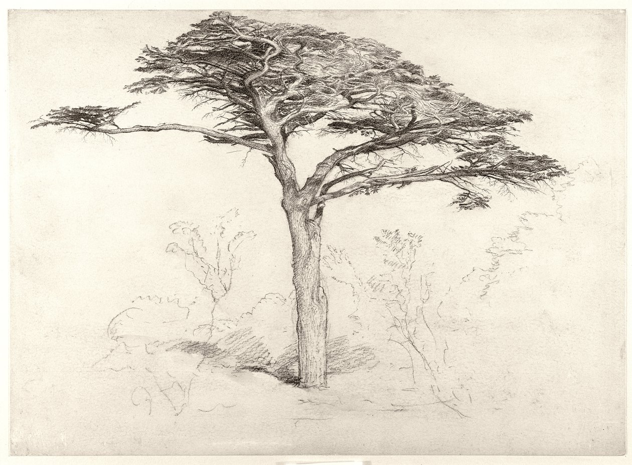 Oude cederboom in de botanische tuin, Chelsea door Samuel Palmer