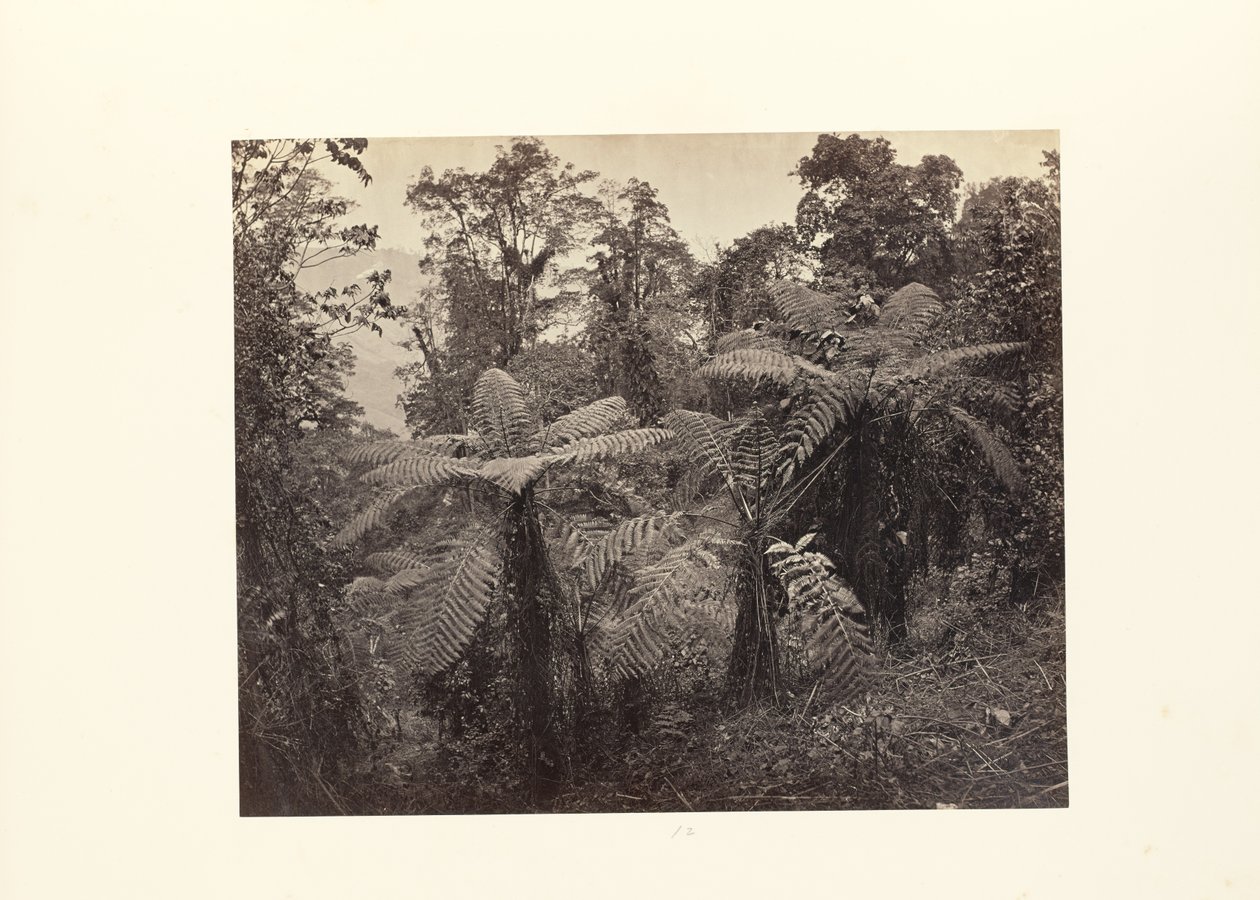 Darjeeling; Groep Varens bij Lebong door Samuel Bourne