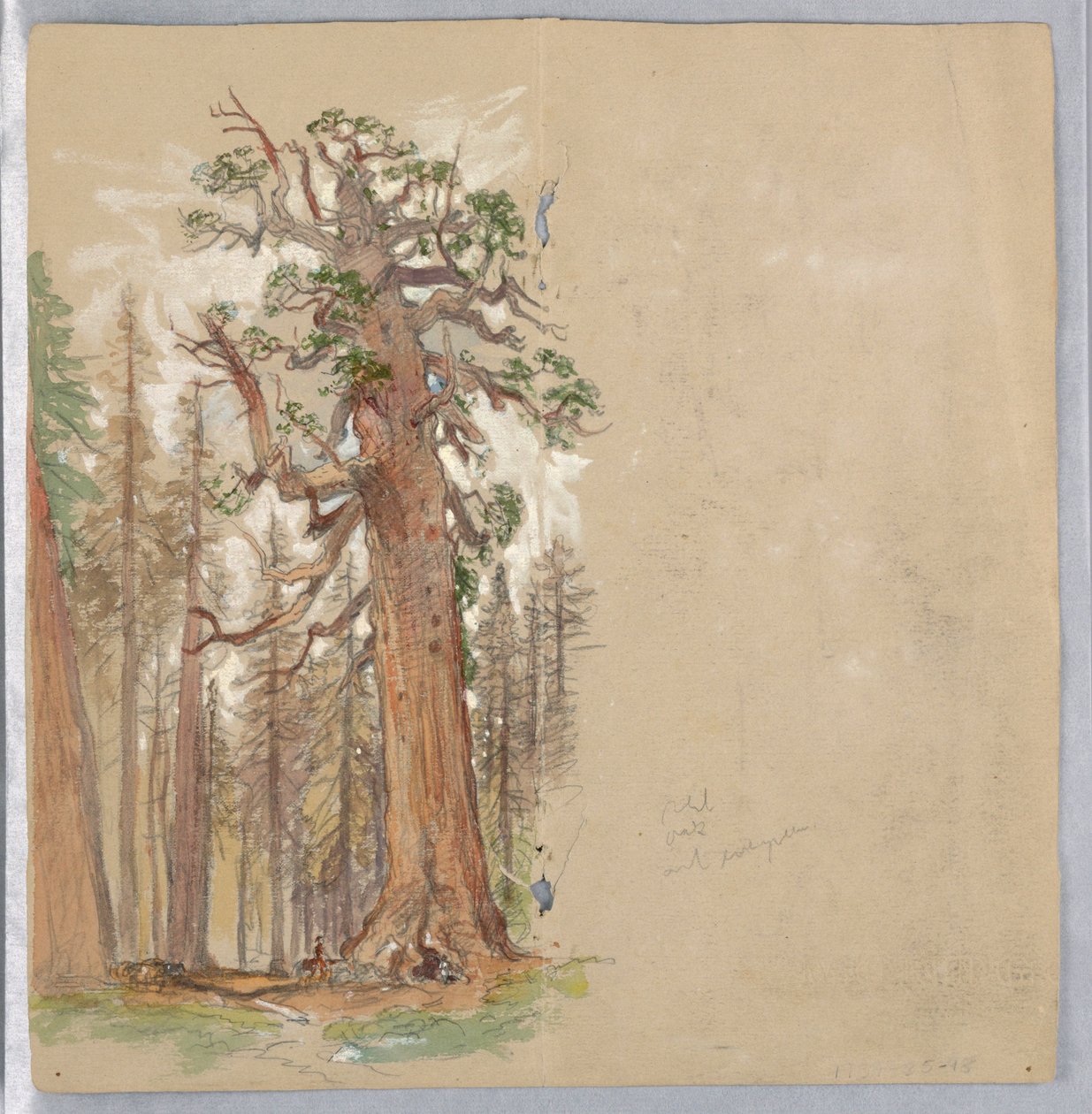 Eik en groenblijvende plant door Samuel Colman