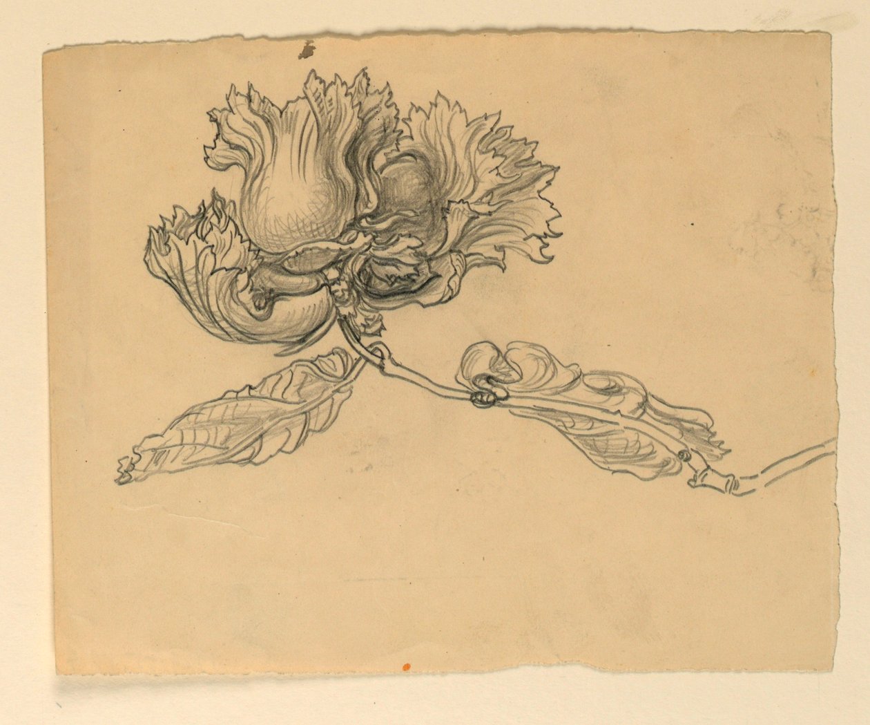 Studie voor illustratie: Hazelnoten door Samuel Colman